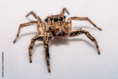 Small hairy creepy jumping spider close up.