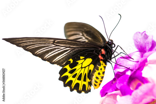 Golden Birdwing butterfly on white background, golden birdwing butterfly perched on a leaf in the rainforest.Can be easily found in Asia.