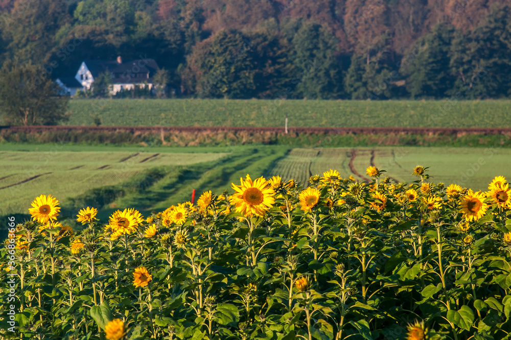 Sunflowers in field on countryside of Germany. Photographed in 2011. Sunflowers in field on countryside of Germany. Photographed in 2011.