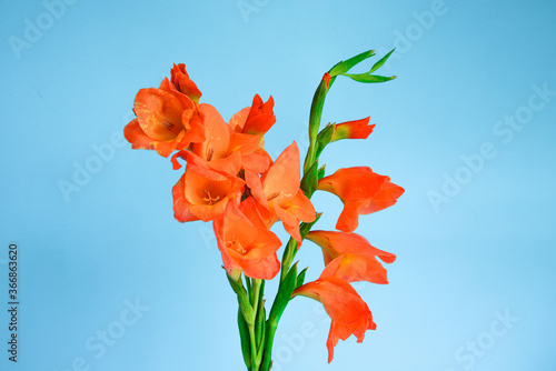 Orange gladioluses floweres.  Bouquet of orange gladioluses closeup on blue background. Flower card.