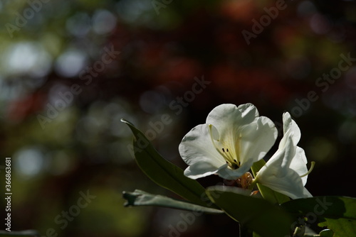 White Flowers of Azalea in Full Bloom 