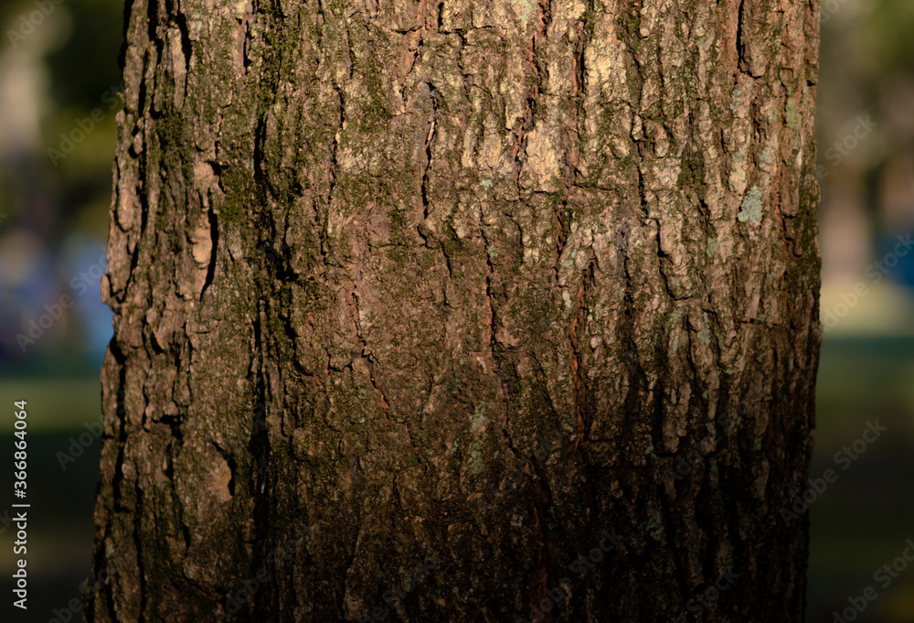 Fototapeta premium Tree trunk on a close up