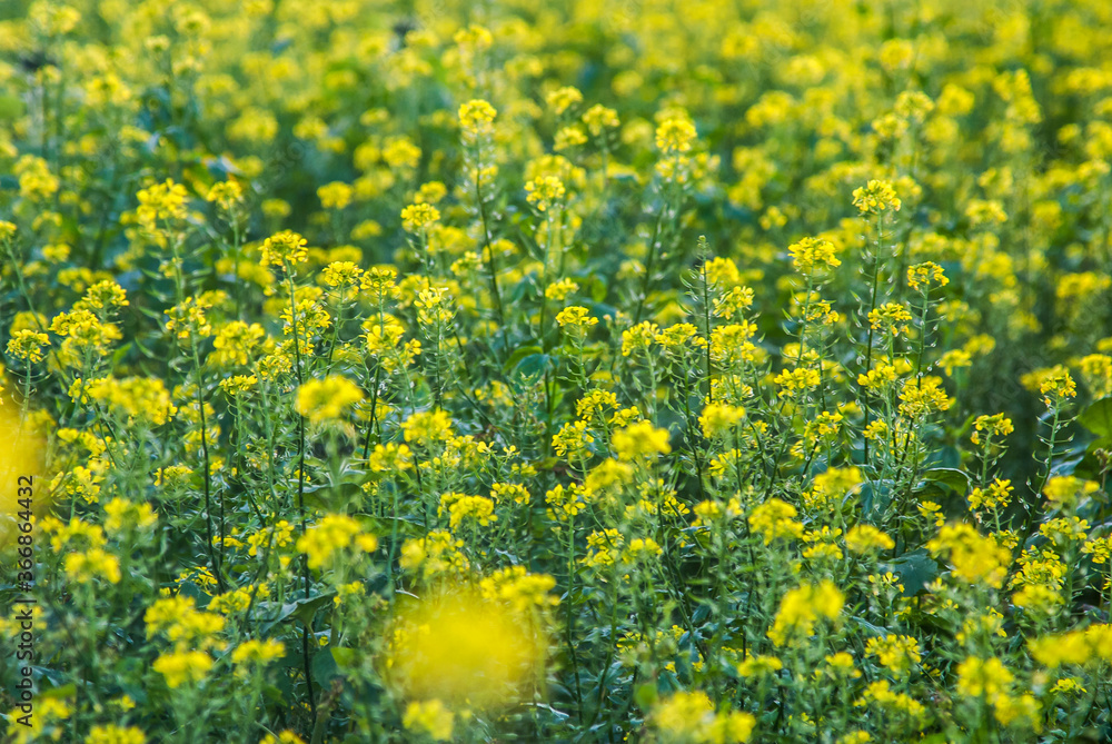 Rapeseed plantation. Countryside of Germany. Photographed in 2011.