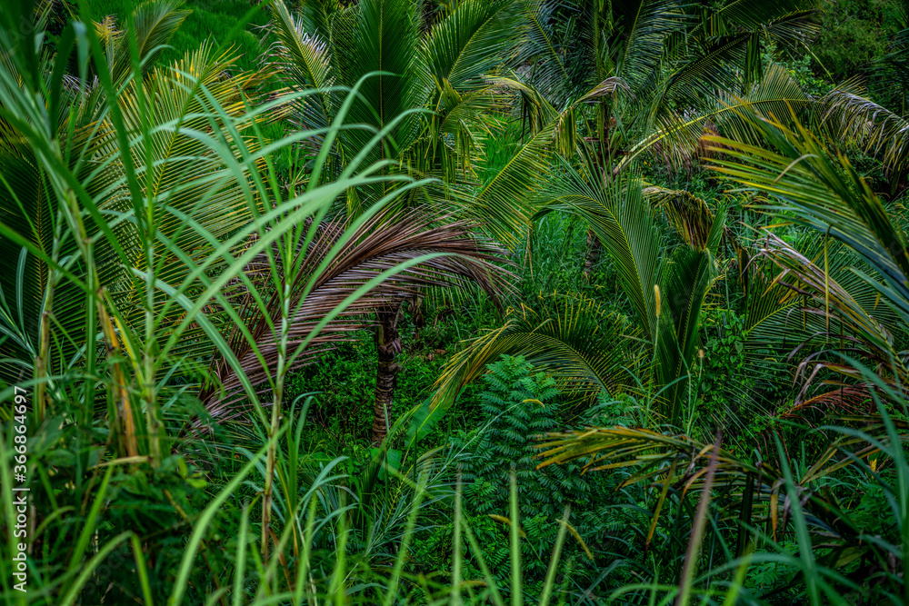 Leaves of the tropical plants, green grass
