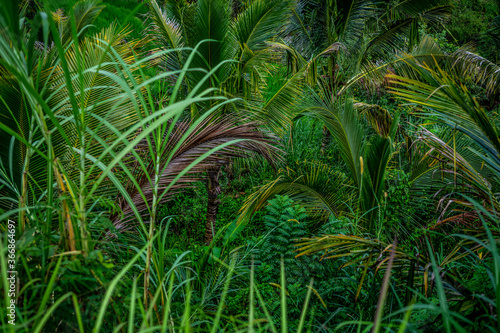 Leaves of the tropical plants, green grass