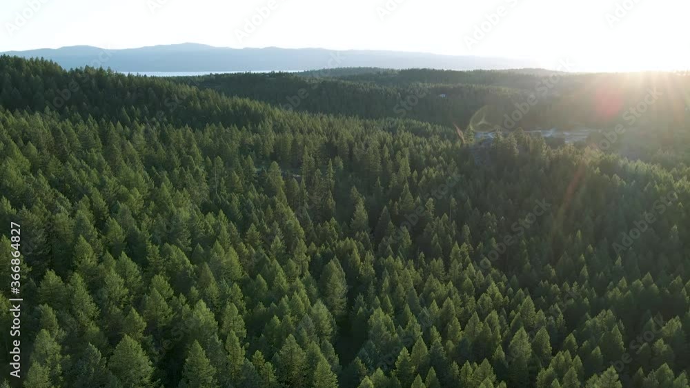 Morning Sun Flare Over The Lush Pine Trees In The Forest Landscape Of Kalispell And Bigfork in Montana, USA - aerial drone Morning Sun Flare Over The Lush Pine Trees In The Forest Landscape Of Kalispell And Bigfork in Montana, USA - aerial drone