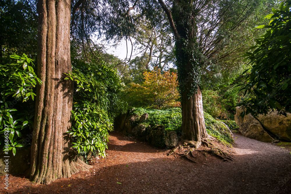 Fototapeta premium Forest around Blarney Castle in Cork, Ireland. Photographed in 2011.