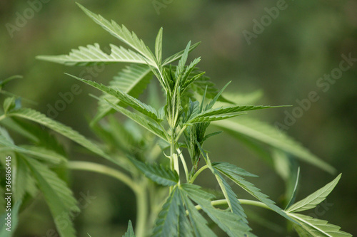 Cannabis plant growing in july with nice healthy green leaves 