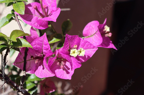 Close-up of Pink Bounganville flowers on branch on a sunny day photo