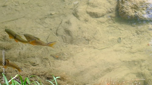 Antimony fish (Neolissochilus stracheyi) in waterfall photo