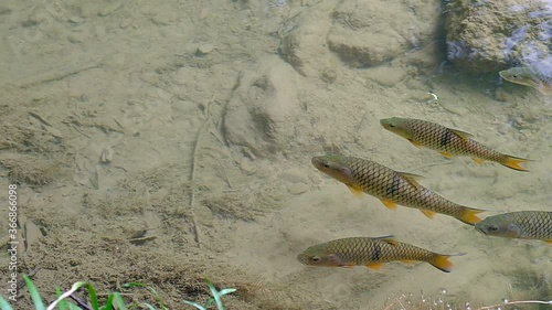 Antimony fish (Neolissochilus stracheyi) in waterfall