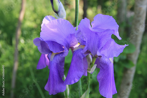 Purple Iris in bloom in the garden on a sunny day. Iris flower on springtime 
