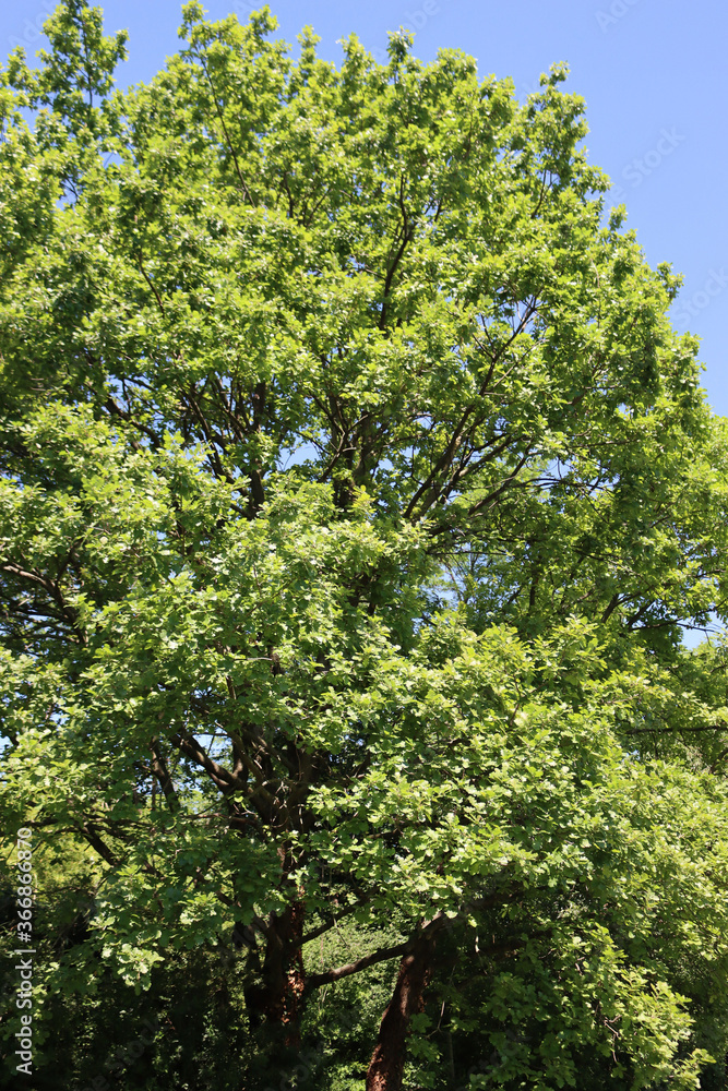 Fototapeta premium Green oak tree against blue sky. Quercus family 