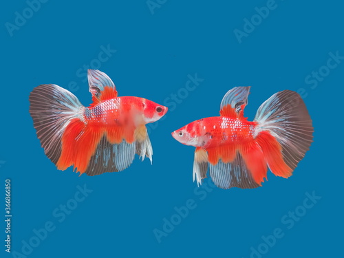 view of red-white Siamese fighting fish diving in fresh water glass tank isolated on blue background.