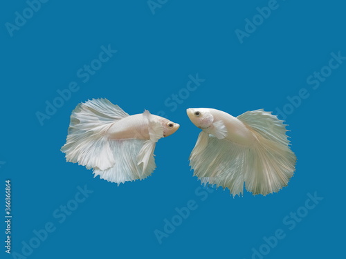 view of white Siamese fighting fish diving in fresh water glass tank isolated on blue background.