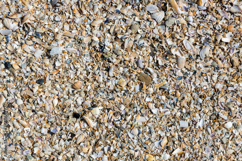 Background of broken seashells on the sea beach