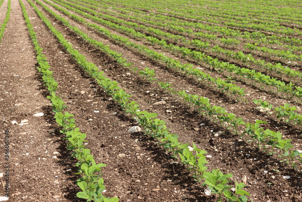 Green Soybean plants growing in a row in the field on summer. Soya bean agricultural field
Green Soybean plants growing in a row in the field on summer. Soya bean agricultural field