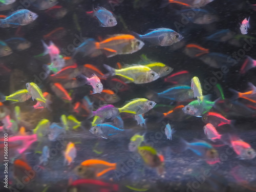 Boesemani rainbowfish (Melanotaenia boesemani) diving in aquarium glass fish tank with many fishes blurred background.