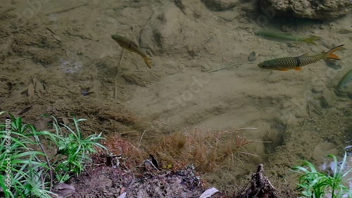 Antimony fish (Neolissochilus stracheyi) in waterfall