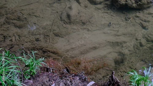 Antimony fish (Neolissochilus stracheyi) in waterfall