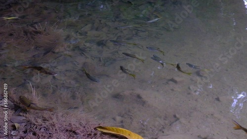 Antimony fish (Neolissochilus stracheyi) in waterfall
