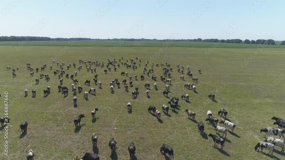 Aerial view of large herd cows grazing on farmland. Aerial view of large herd cows grazing on farmland.