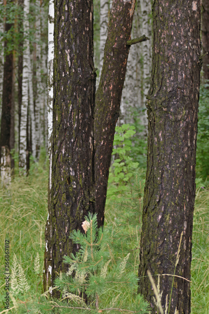 After a long rain the bark of the pines was very dark.
