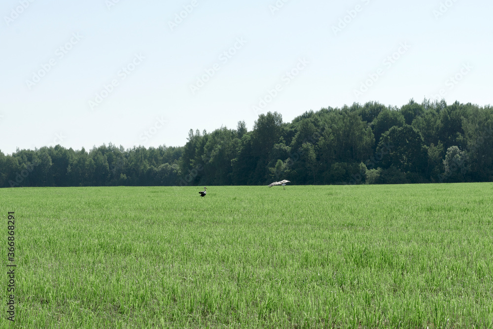 storks walk in a mown field on a summer day