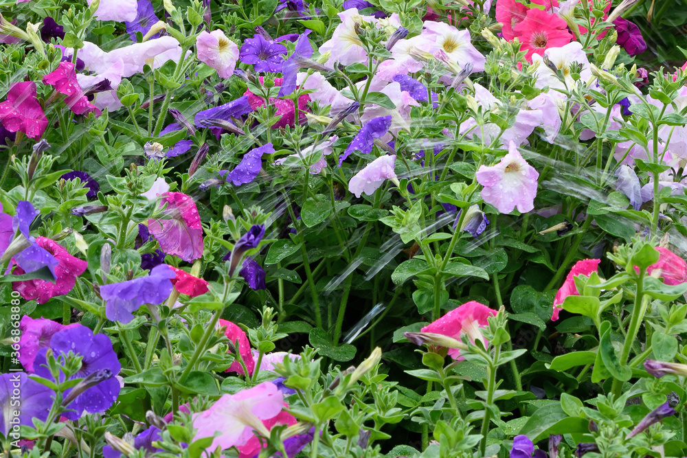 Summer view of a garden bed with beautiful flowers while watering them.