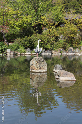 Stork on the stone in the center of the pond at Maruyama Park in Kyoto  Japan