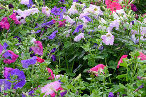 Summer view of a garden bed with beautiful flowers while watering them.