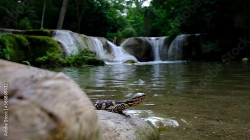 Baby Water Monitor Varanus salvator Live on the timber around the waterfall