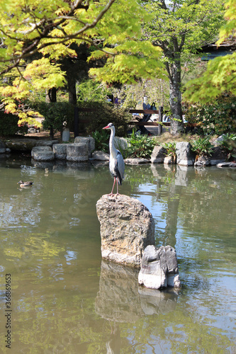 Stork on the stone in the center of the pond at Maruyama Park in Kyoto  Japan