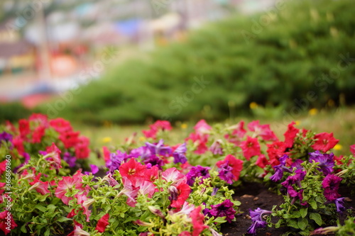 Wallpaper Mural flowers in the garden Torontodigital.ca