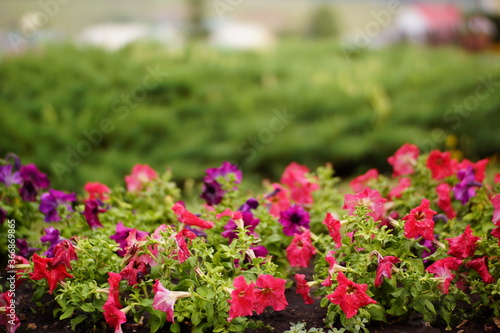 Wallpaper Mural flowers in the garden Torontodigital.ca