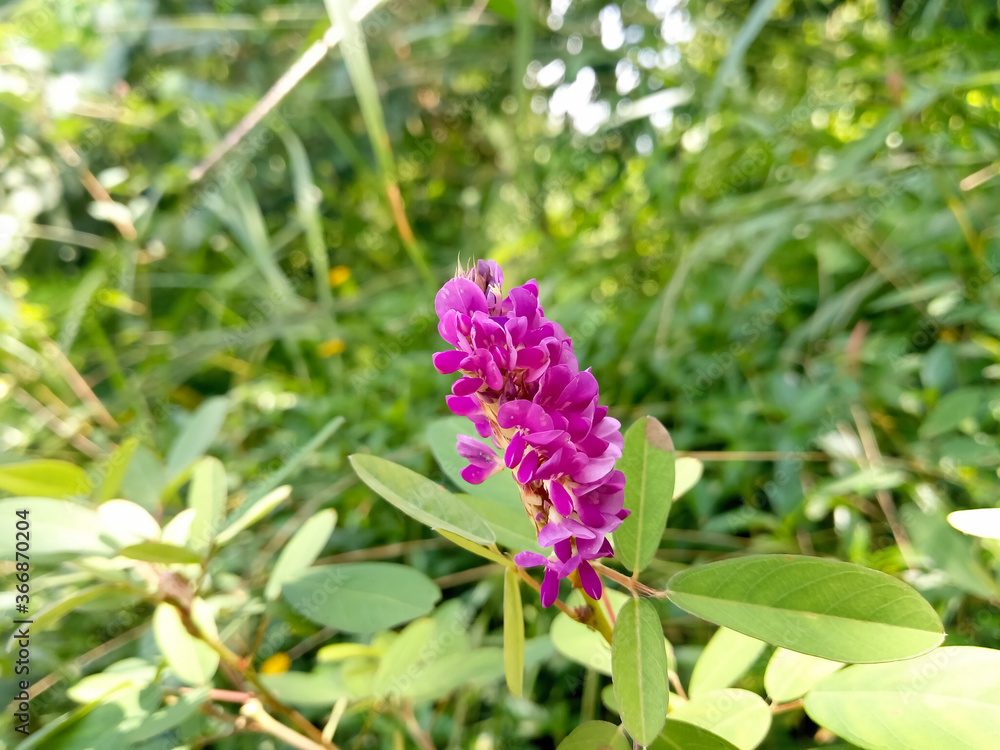 Purple flowers in the wild nature as a background Purple flowers in the wild nature as a background
