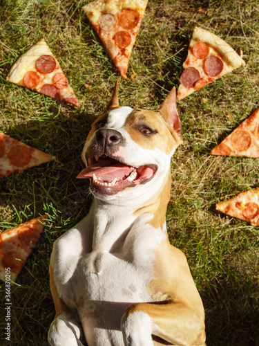 The dog lies on the grass with pizza