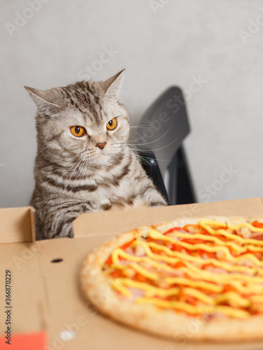The cat looks at the pizza in surprise