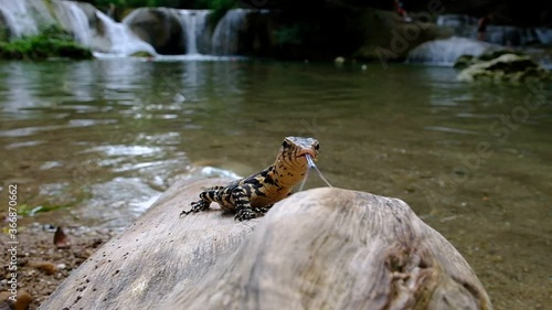 Baby Water Monitor Varanus salvator Live on the timber around the waterfall