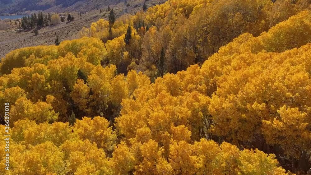 June Lake Area California in Fall Colours June Lake Area California in Fall Colours