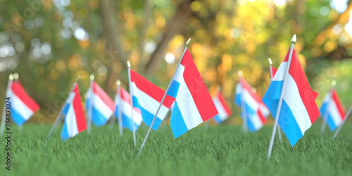 Flags of Luxembourg in the grass. National holiday related 3D rendering