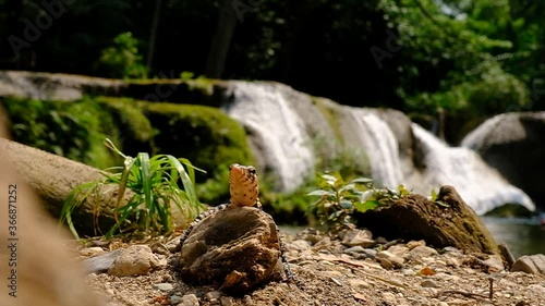 Baby Water Monitor Varanus salvator Live on the timber around the waterfall