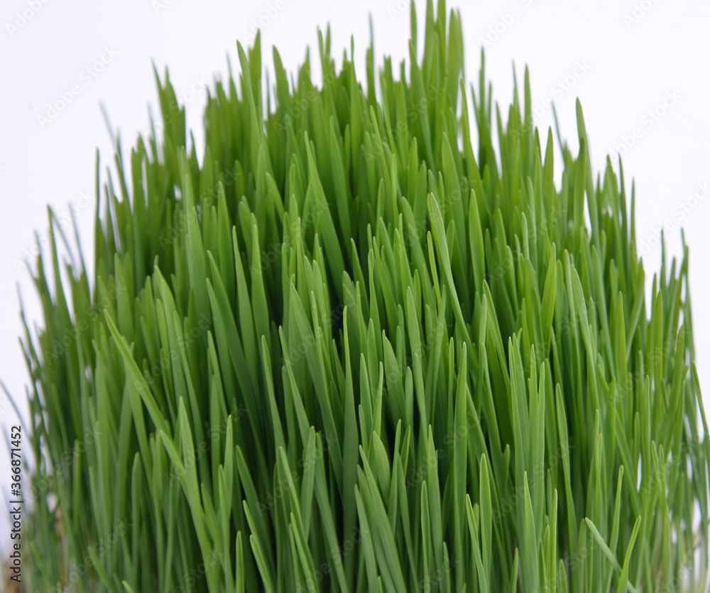 novruz grass novruz grass
