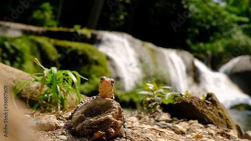 Baby Water Monitor Varanus salvator Live on the timber around the waterfall