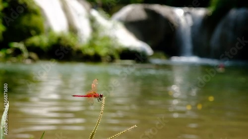Red dragonfly with waterfall
