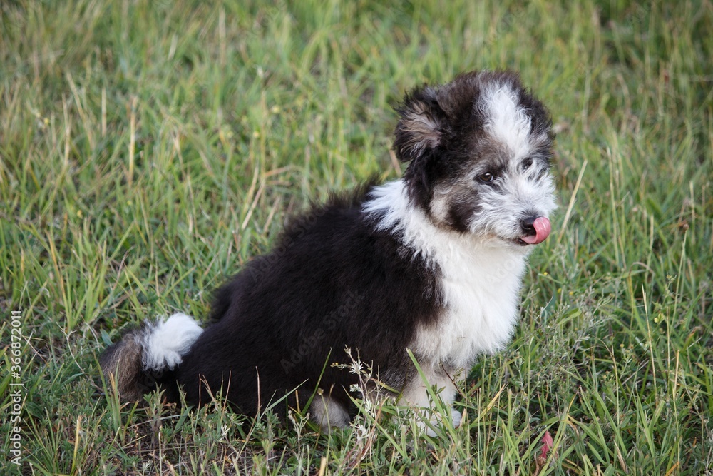 Adorable fluffy puppy in summer walk Adorable fluffy puppy in summer walk