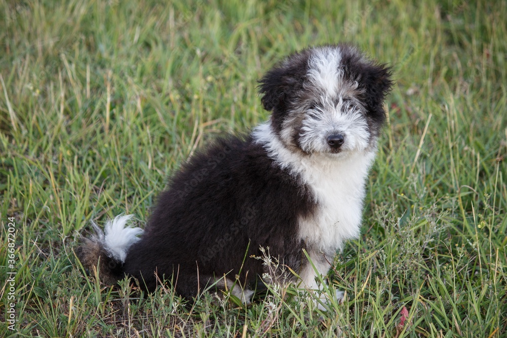 Adorable fluffy puppy in summer walk Adorable fluffy puppy in summer walk