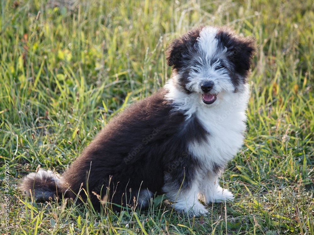 Adorable fluffy puppy in summer walk Adorable fluffy puppy in summer walk