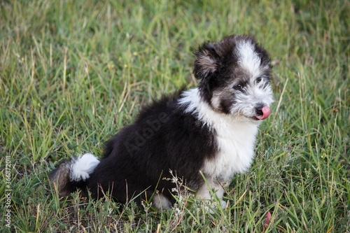 Adorable fluffy puppy in summer walk