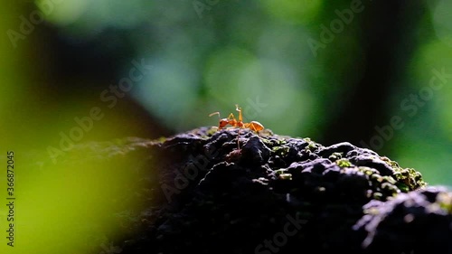 Ants are one of the beauty of nature